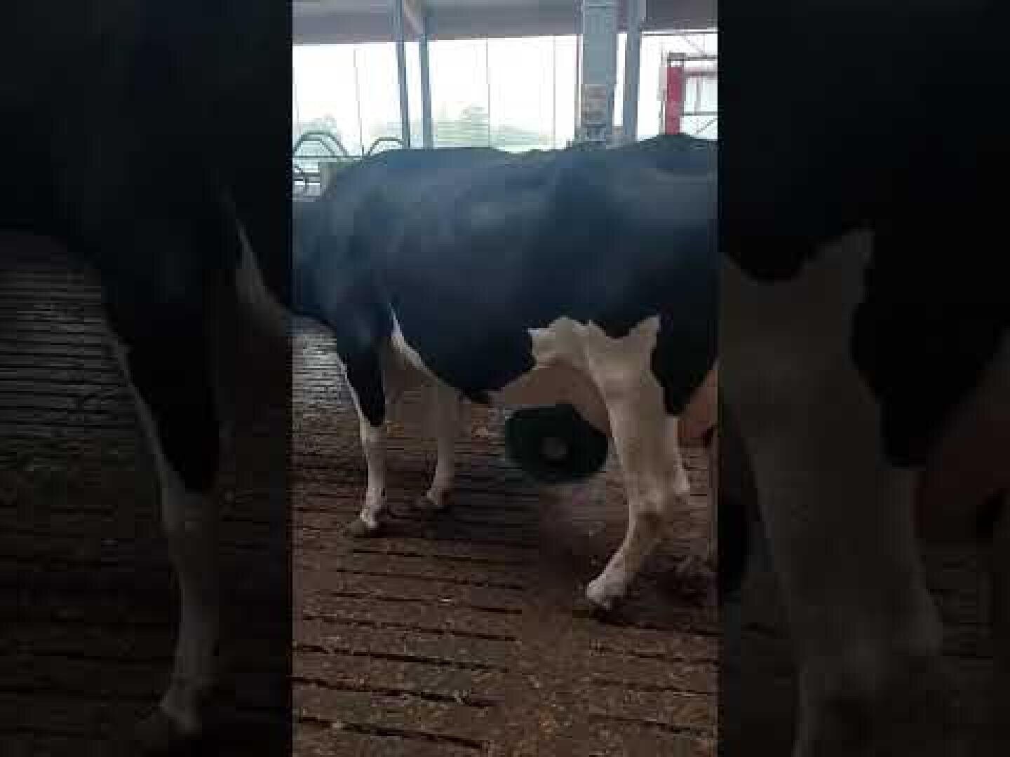 Eine schwarz-weiße Kuh steht in einem Stall auf einem gerillten Betonboden, während durch die Fenster im Hintergrund natürliches Licht fällt.