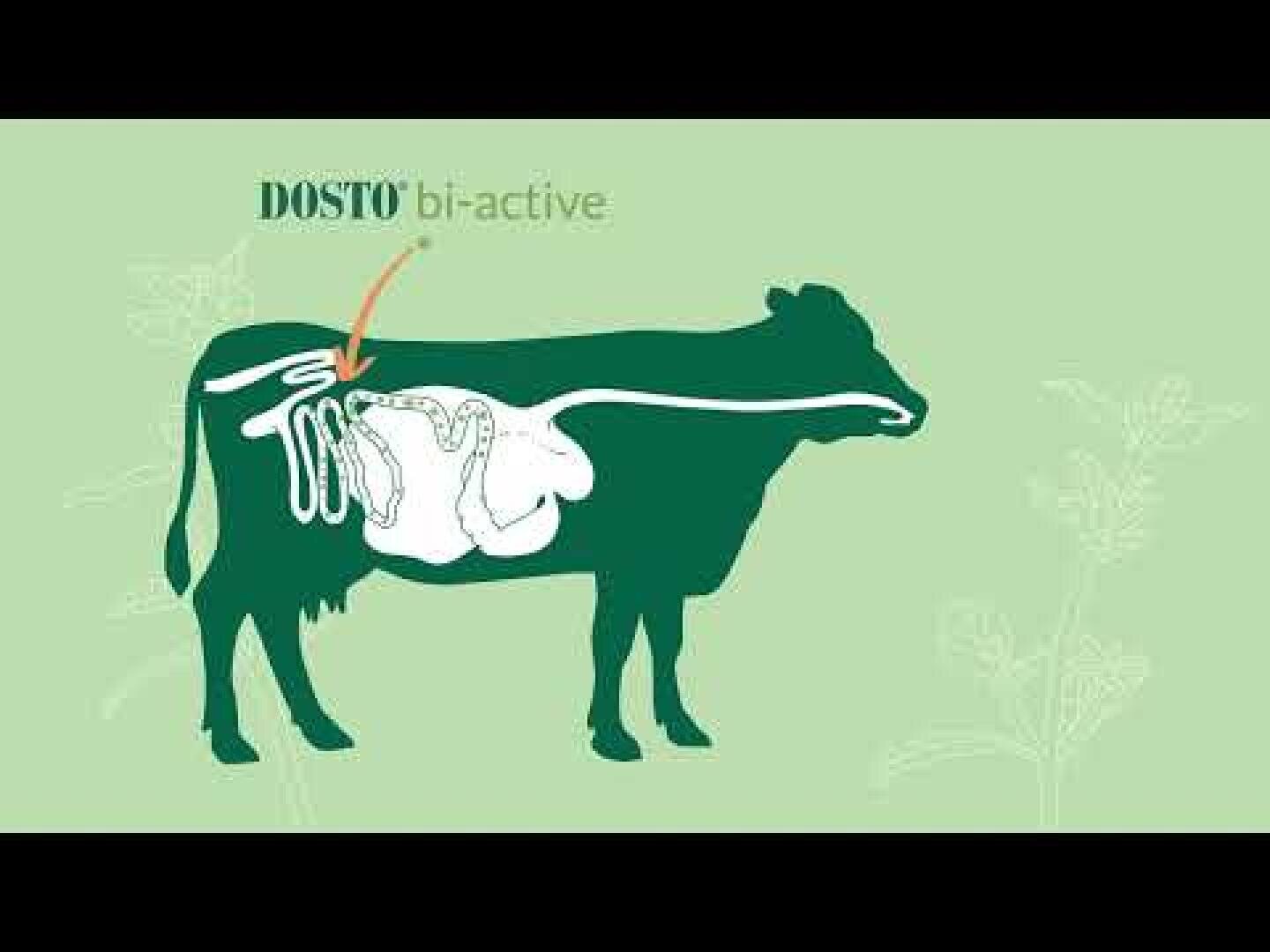 Illustration einer Kuh, die ihr Verdauungssystem zeigt, mit einem orangefarbenen Pfeil, der auf die Därme zeigt, neben dem Text DOSTO® bi-active auf einem hellgrünen Hintergrund mit schwachen pflanzlichen Umrissen.