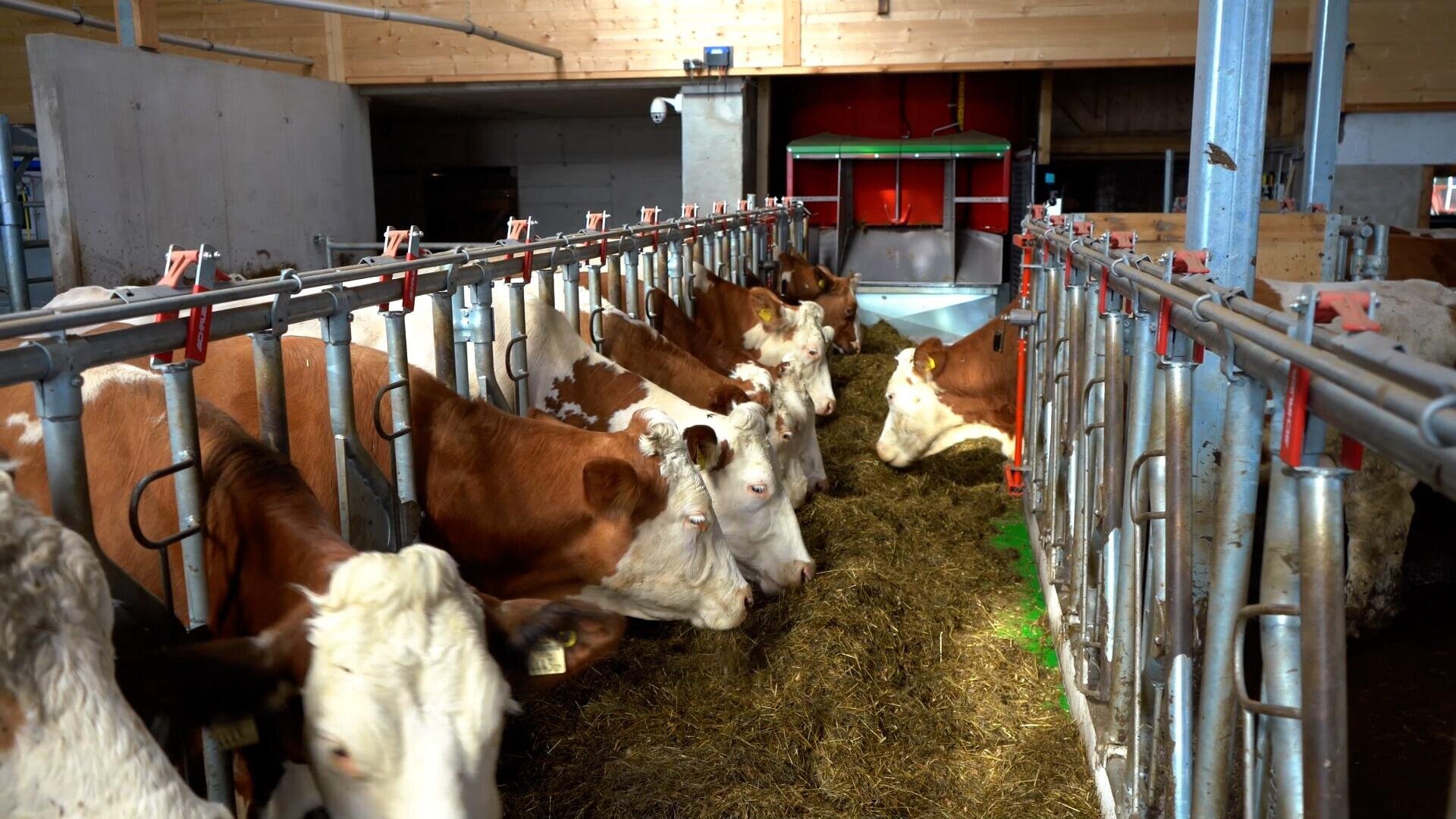 Mehrere braune und weiße Kühe stehen in einer Reihe im Inneren eines Stalls und fressen Heu aus einem Trog. Der Stall ist gut beleuchtet und die Kühe sind durch ein Metallgitter voneinander getrennt.