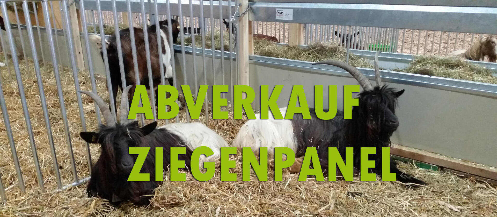 Zwei langhaarige Ziegen mit gebogenen Hörnern liegen auf Stroh in einem Pferch, mit einem Metallzaun und weiteren Ziegen im Hintergrund. Großer grüner Text über dem Bild lautet: ABVERKAUF ZIEGENPANEL.