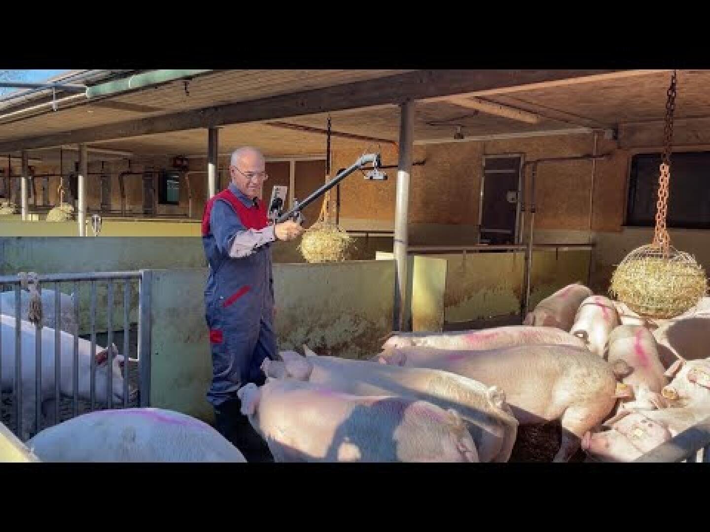 Eine Person im Overall steht in einem Schweinestall und benutzt ein Handgerät, um eine Gruppe von Schweinen zu besprühen oder zu untersuchen. Die Schweine stehen eng beieinander, und in der Bucht hängen Heuballen von der Decke.