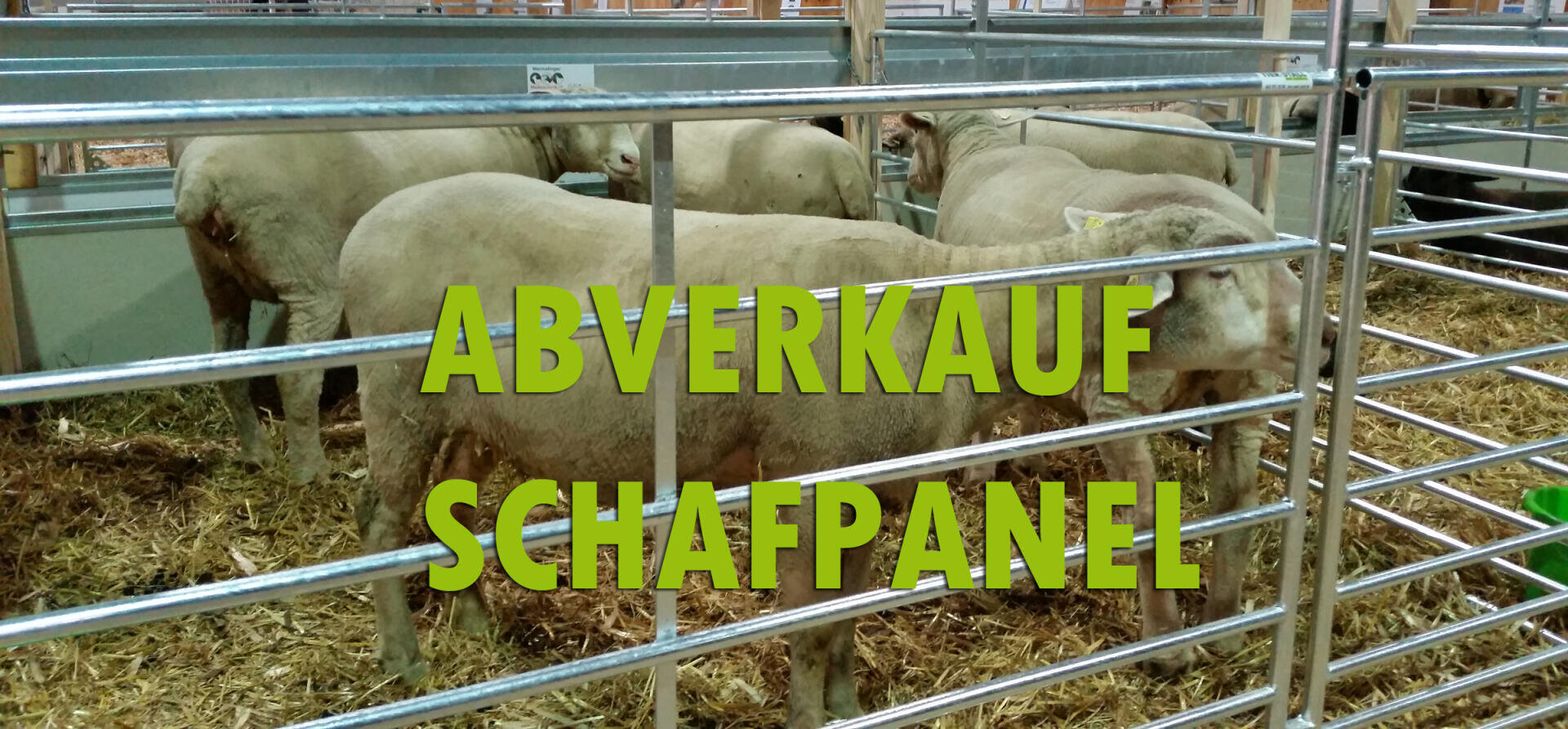 Mehrere Schafe stehen in einem Pferch hinter Metallgittern auf einer Stroheinstreu. Die fette grüne Schrift über dem Bild lautet ABVERKAUF SCHAFPANEL.