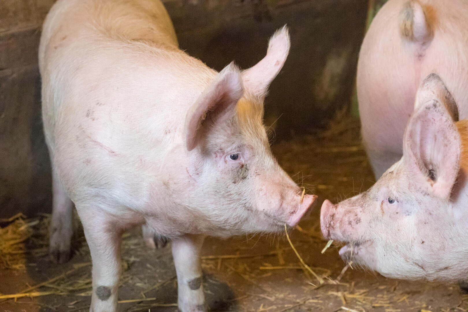 Zwei rosafarbene Schweine stehen eng beieinander in einem Stall, einander zugewandt auf einem mit Stroh bedeckten Boden.