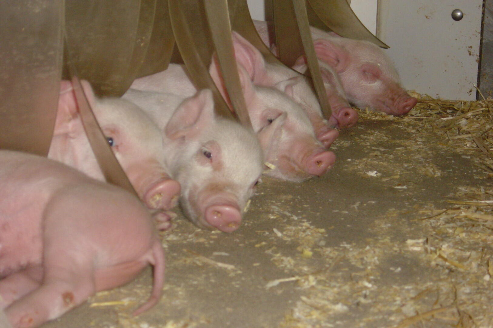 Eine Gruppe von Ferkeln liegt dicht beieinander auf einer Stroheinstreu, ruht und ist teilweise unter Metallabtrennungen geschützt.