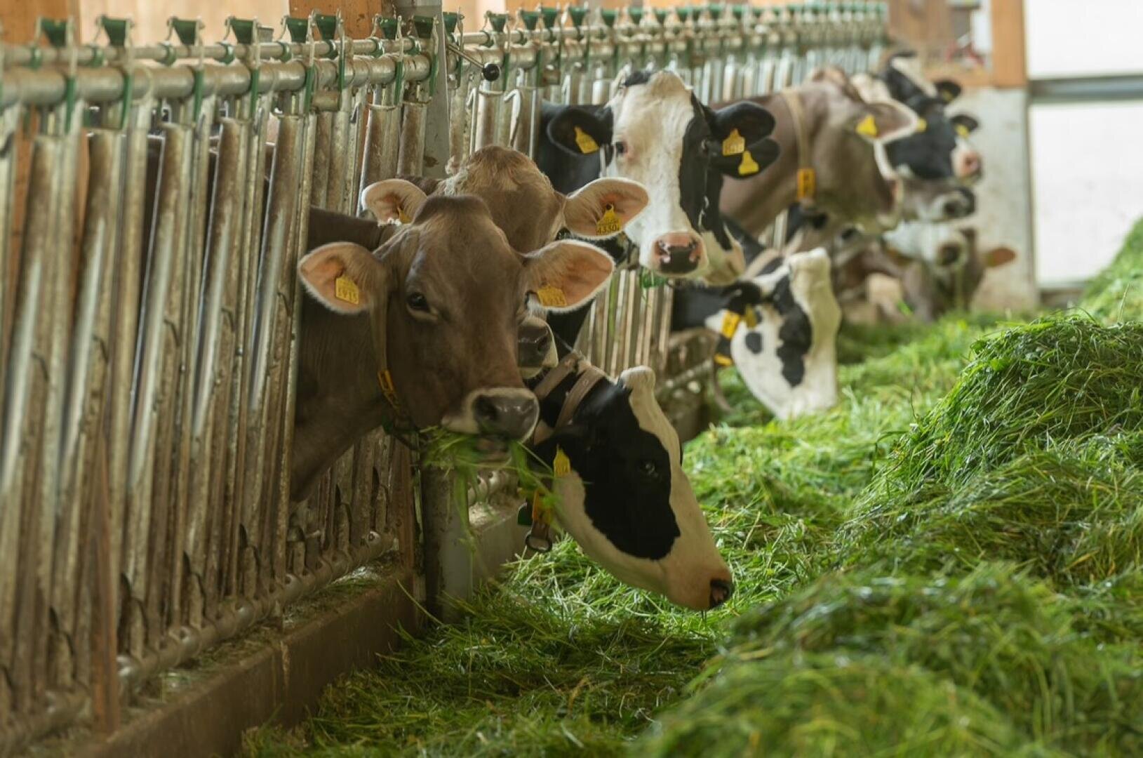 Kühe in einem Stall, die frisches, grünes Gras aus einem Trog fressen und ihre Köpfe durch das Metallgitter strecken. Die Szene befindet sich in einem Innenraum, und mehrere Kühe sind nebeneinander aufgereiht.