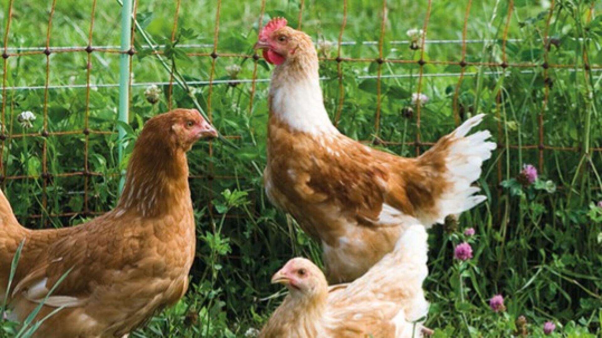 Drei braun-weiße Hühner stehen und picken auf grünem Gras in der Nähe eines Drahtzauns, während im Hintergrund Kleeblumen zu sehen sind.