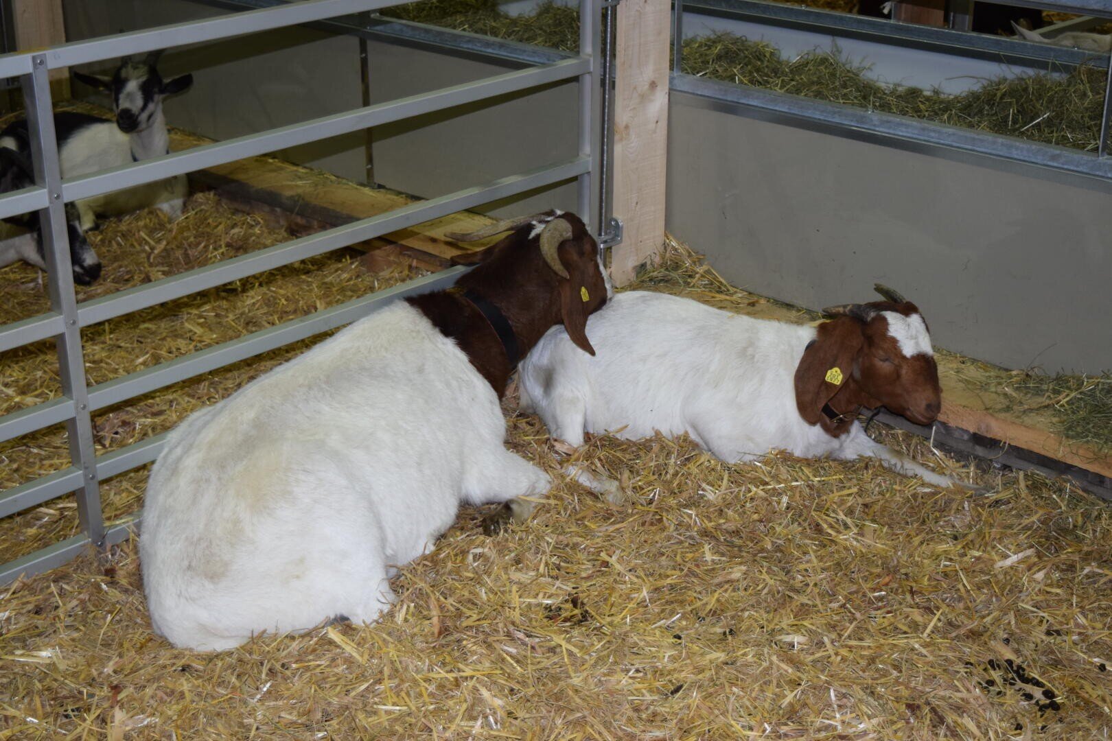 Zwei weiße Ziegen mit braunen Köpfen und gelben Ohrmarken liegen auf Stroh in einem Pferch. Eine weitere Ziege ist teilweise hinter einem Metallzaun im Hintergrund zu sehen. In dem Gehege befindet sich Heu.