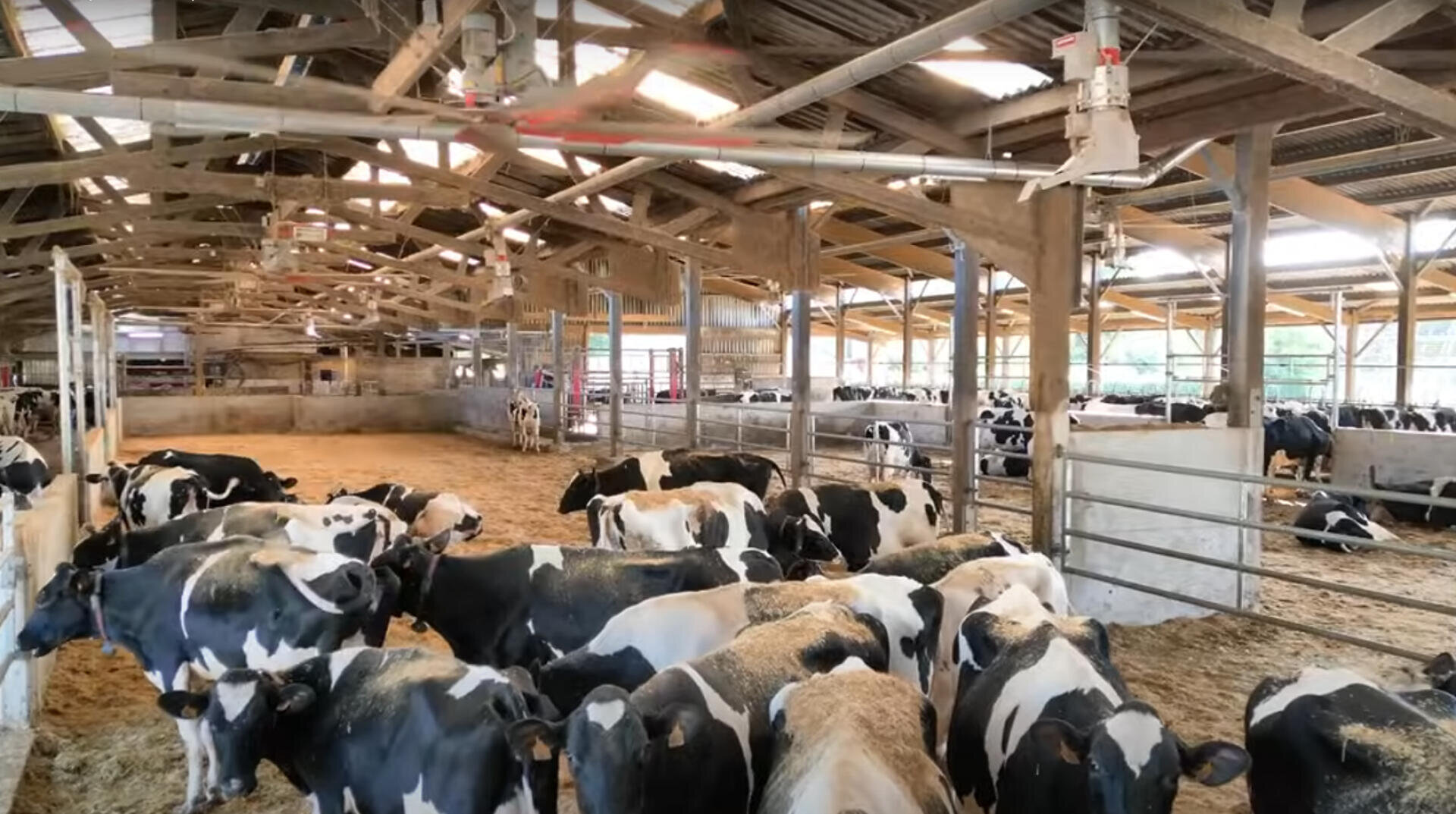 Eine große Gruppe schwarz-weißer Milchkühe steht in einem geräumigen, offenen Stall mit Holzbalken, Metalltoren, Futterplätzen und natürlichem Licht, das durch das Dach fällt.