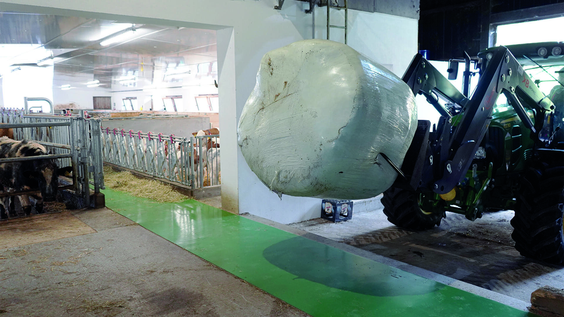 Ein Traktor hebt einen großen, weiß verpackten Heuballen in einen Stall neben einer Gruppe von Kühen, die in ihren Boxen stehen. Der Boden hat einen grünen Gehweg, und der Bereich ist gut beleuchtet.