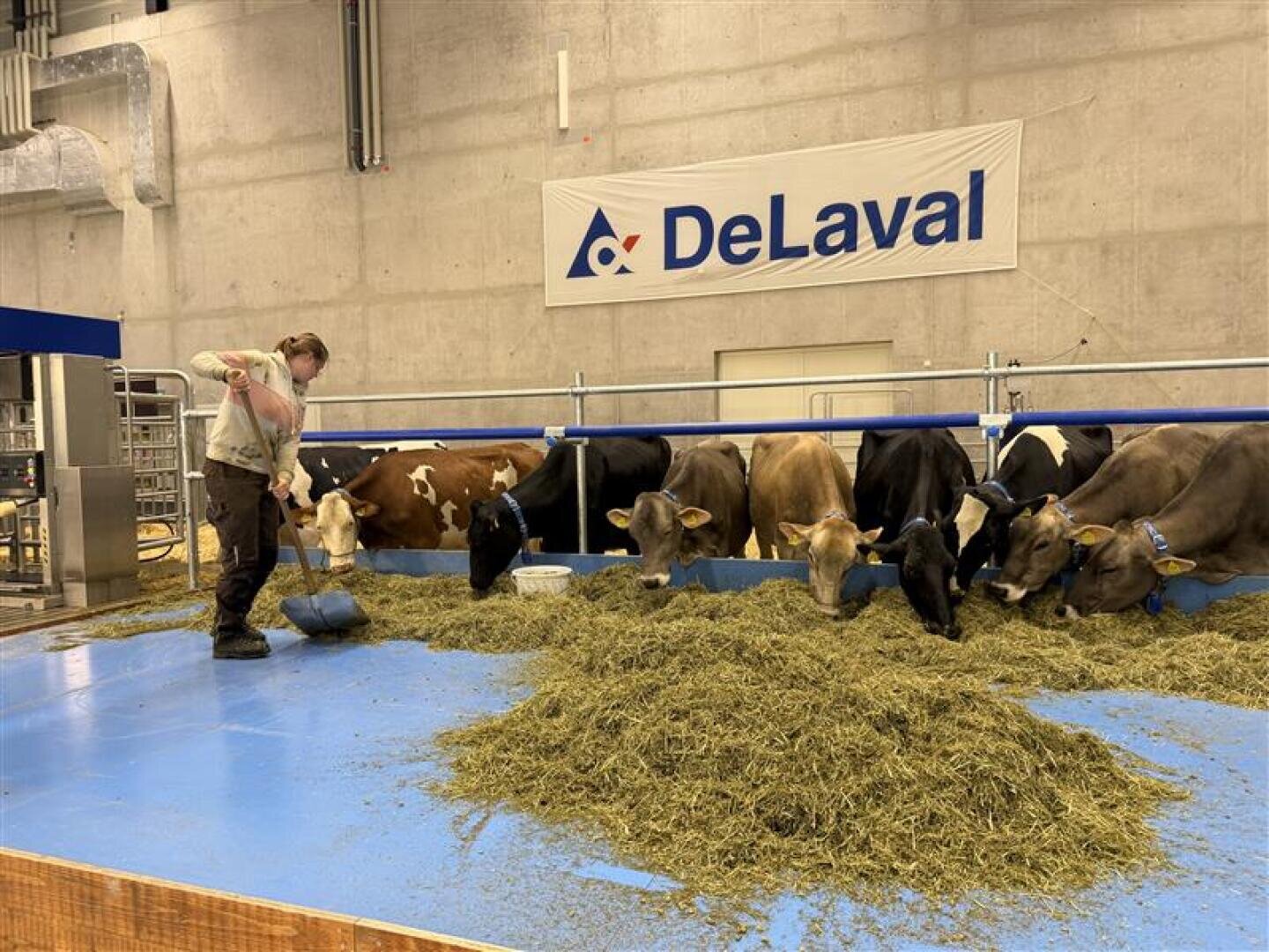 Eine Person schaufelt Heu auf eine blaue Plattform, während mehrere Kühe fressen. Die Szene spielt in einem Innenraum, mit einer Betonwand und einem DeLaval-Schild im Hintergrund.