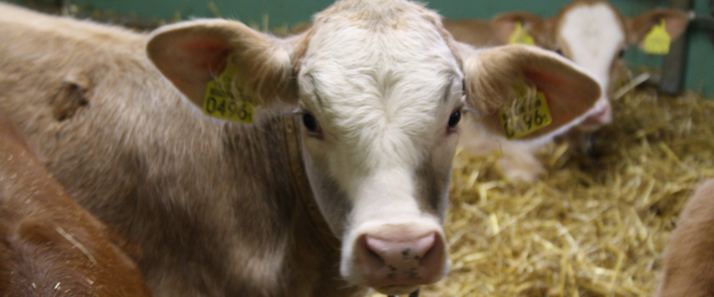 Swiss Beef