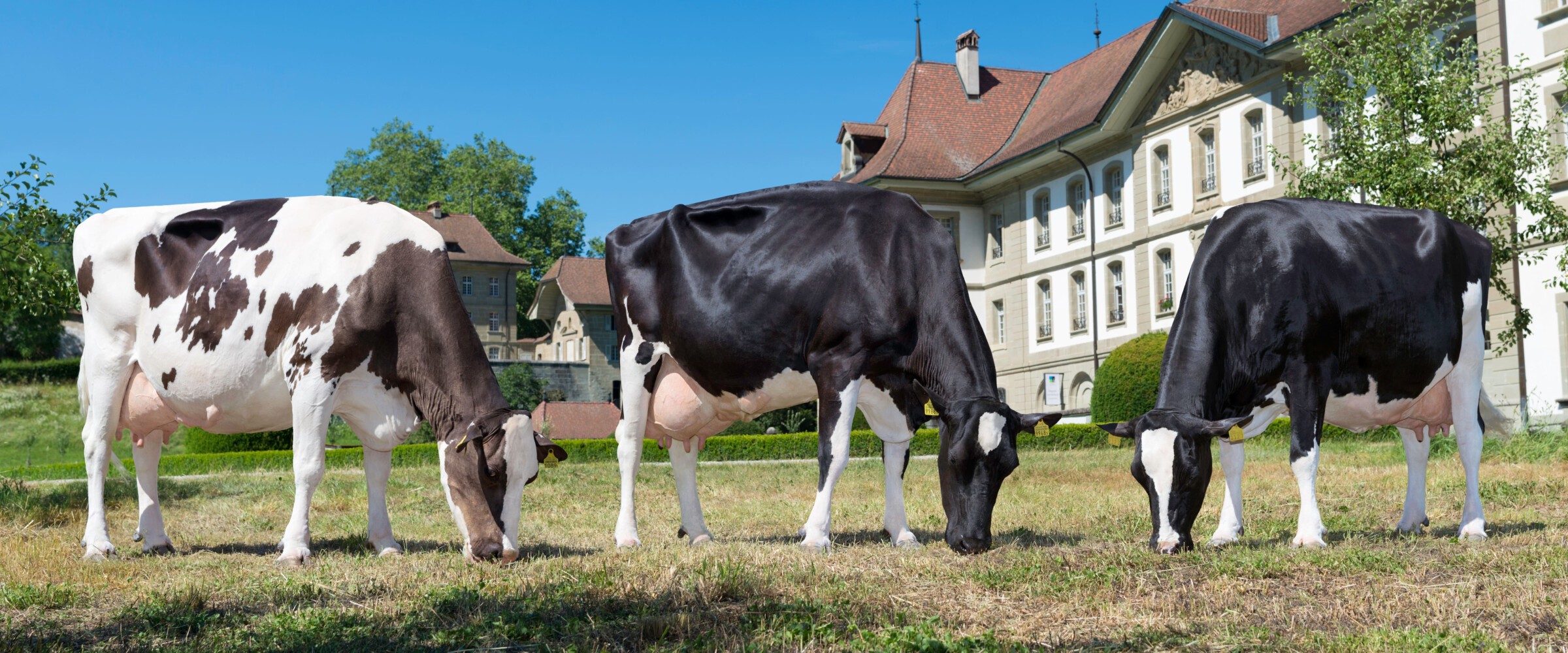 Holstein Switzerland