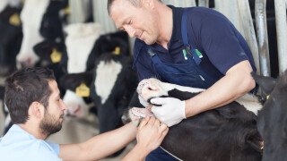 Viehpflege und Tiergesundheit