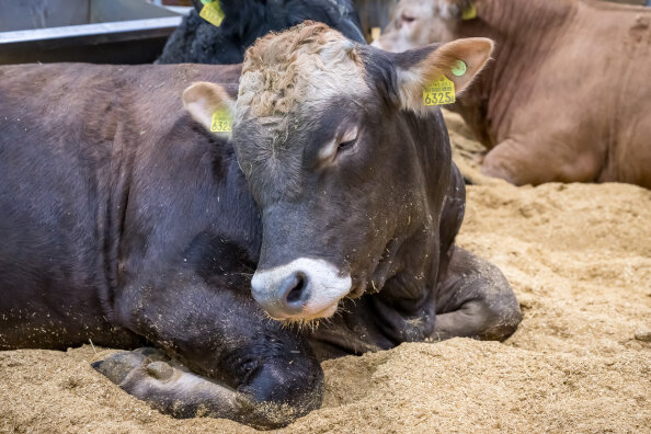 Eine braune Kuh mit einem hellen Fleck auf der Stirn und gelben Ohrmarken mit der Nummer 6325 liegt mit halbgeschlossenen Augen auf einem Strohbett und wirkt entspannt. Andere Kühe ruhen in der Nähe im Hintergrund.