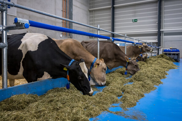 Vier Kühe mit blauen Halsbändern fressen Heu aus einem Trog in einem sauberen, modernen Stall mit blauem Boden und Metallgeländern. Der Stall hat Betonwände und große, geschlossene Tore im Stil einer Garage.