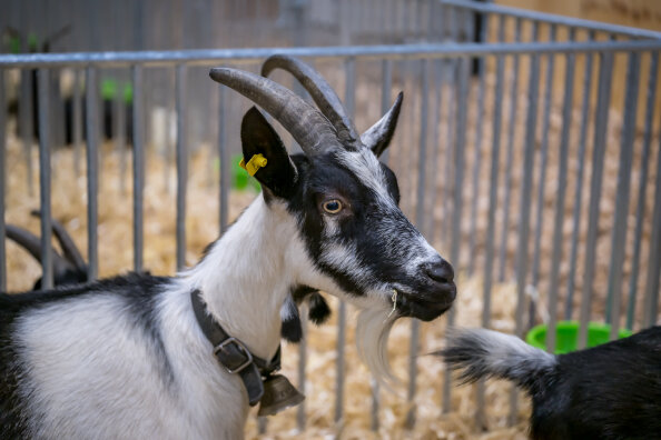 Eine schwarz-weiße Ziege mit markanten gebogenen Hörnern und einer gelben Ohrmarke steht in einem Stall mit Metallstäben und Stroheinstreu und trägt ein Halsband um den Hals.