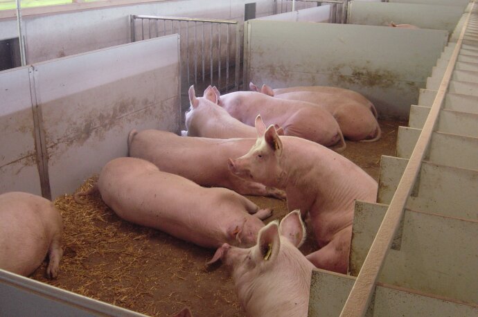 Mehrere rosa Schweine liegen und ruhen in einem mit Stroh bedeckten Stall, der durch weiße Trennwände abgetrennt ist. Die Umgebung wirkt sauber und geordnet.