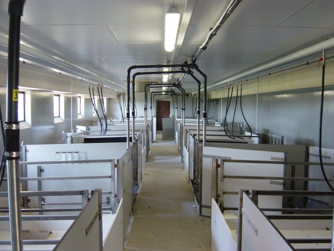 Ein sauberer, moderner Viehstall mit mehreren getrennten Ställen auf beiden Seiten, Metallgeländern, Deckenrohren und einem Betonboden. An der Decke sind Leuchtstoffröhren angebracht, und am anderen Ende ist eine Tür zu sehen.