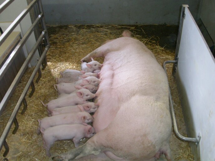 Eine große Sau liegt auf Stroh in einer Bucht, während zehn Ferkel bei ihr säugen. Metallgitter und weiße Barrieren umgeben das Gehege, und die Szene scheint in einer Scheune oder einem Stall zu spielen.