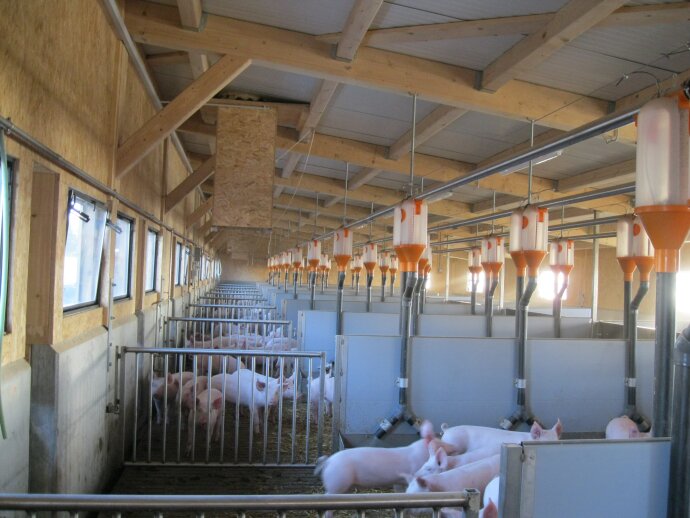 Das Innere eines modernen Schweinestalls mit Metallbuchten, in denen Gruppen von Schweinen gehalten werden. Über jeder Bucht hängen automatisierte orangefarbene und weiße Fütterungsanlagen, und durch die Fenster an der linken Wand fällt natürliches Licht ein.