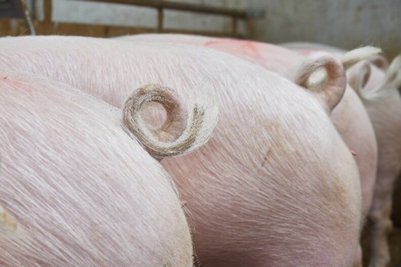 Nahaufnahme der gelockten Schwänze mehrerer hellrosa Schweine, die nebeneinander in einem Stall oder Pferch stehen. Der Schwerpunkt liegt auf der Spiralform der Schwänze.