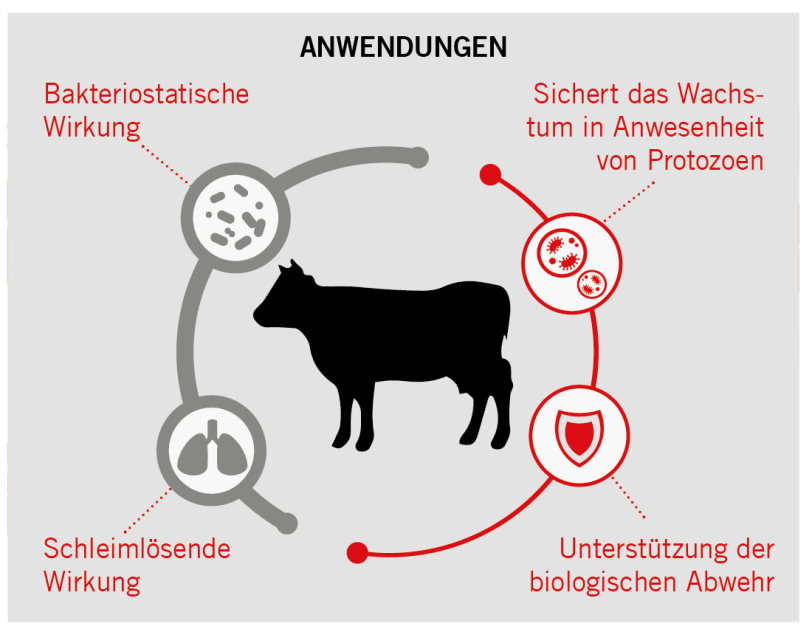 Infografik mit einer schwarzen Kuh in der Mitte, umgeben von Symbolen für Lunge, Bakterien, Protozoen und Schild. Beschriftungen: bakteriostatische Wirkung, schleimlösende Wirkung, Wachstumsschutz, Unterstützung Abwehr.