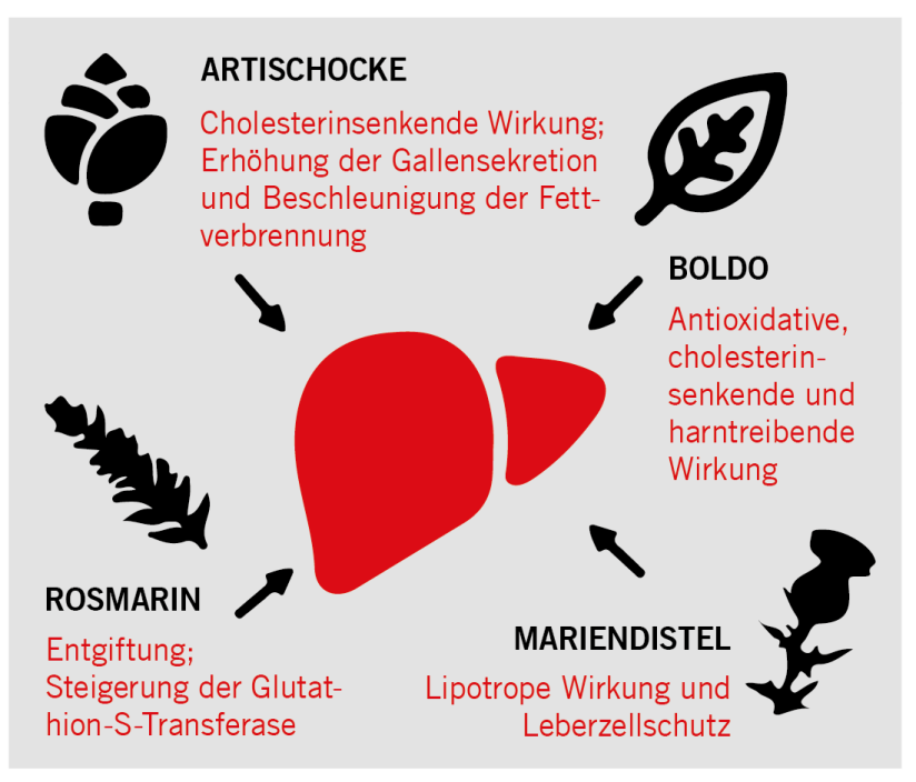 Ein Diagramm einer Leber, umgeben von vier Kräutern (Artischocke, Boldo, Rosmarin, Mariendistel) mit Symbolen und Text, der die Vorteile für die Lebergesundheit beschreibt, wie z. B. Senkung des Cholesterinspiegels, antioxidative Wirkung und Entgiftung.
